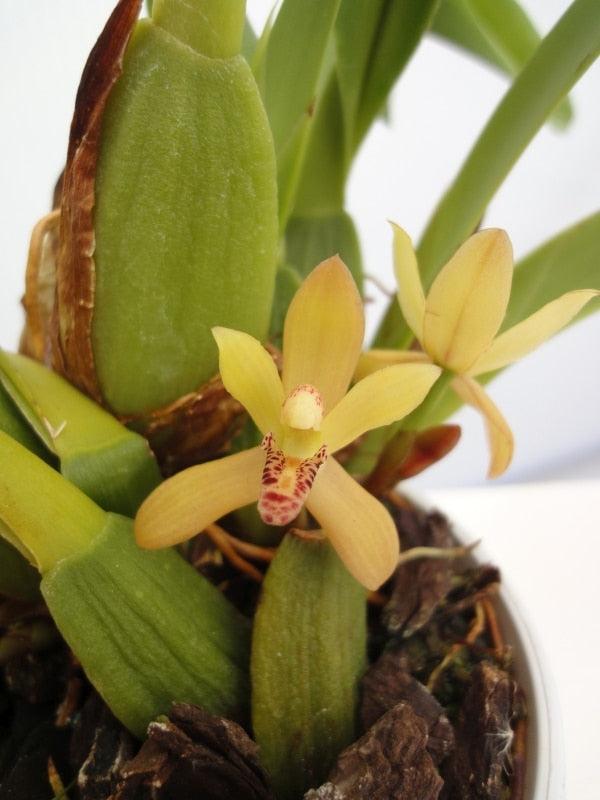 Maxilllaria rufescens