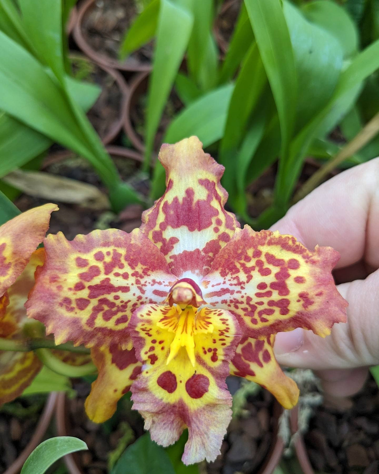 Fleur d'Odontonia Sunny Dance
