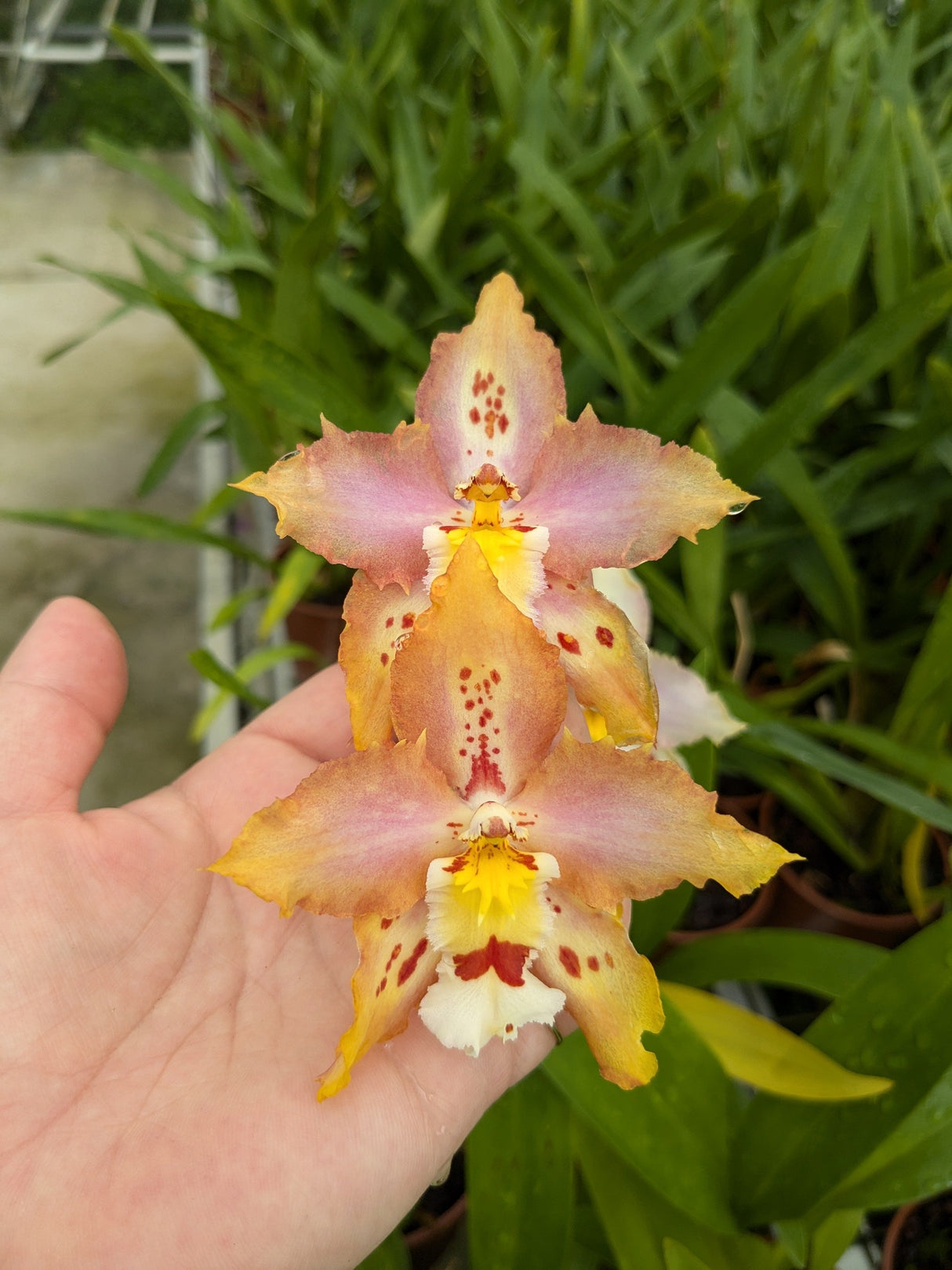 Odontonia Sunny Dance2