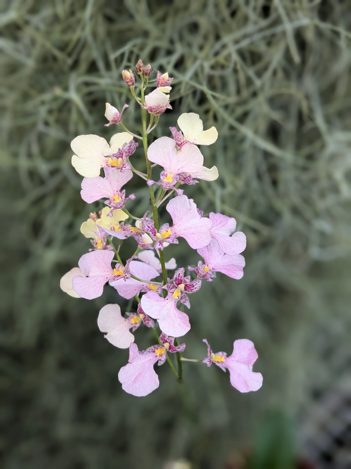 Oncidium PopCorn