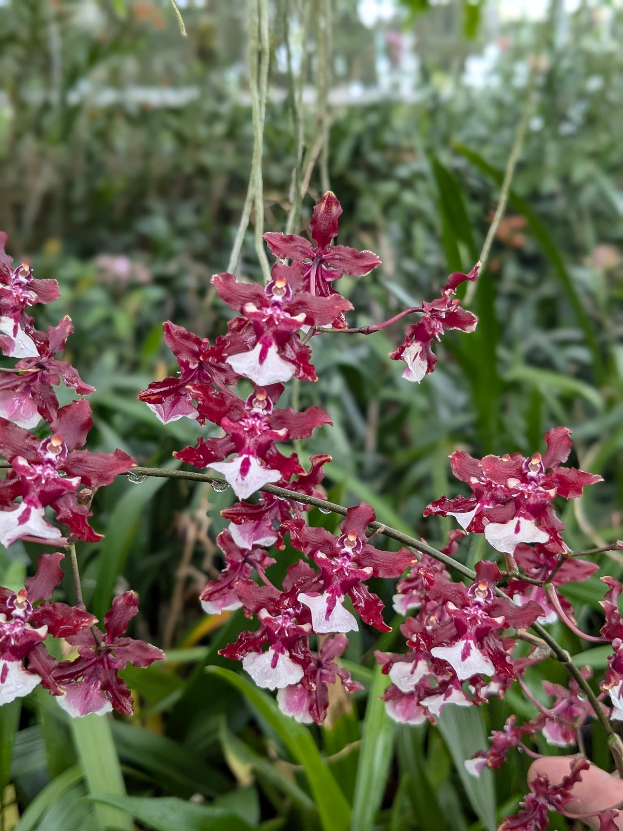 Oncidium Sharry Baby