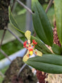 Oncidium coloratum