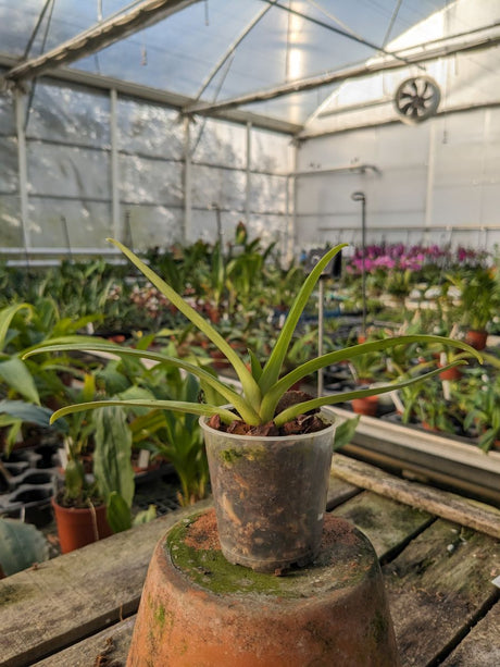 Paphiopedilum esquirolei alba