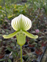 Paphiopedilum Maudiae alba