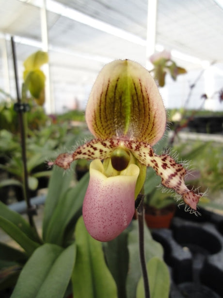 Paphiopedilum Pinocchio
