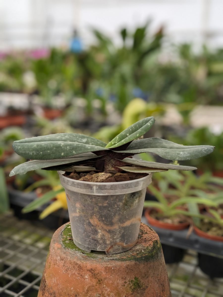 Paphiopedilum godfroyae