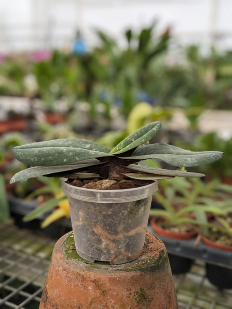 Paphiopedilum godfroyae