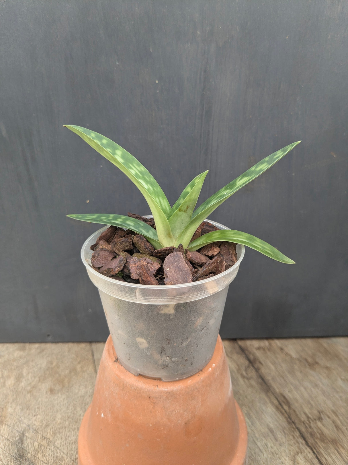 Paphiopedilum argus