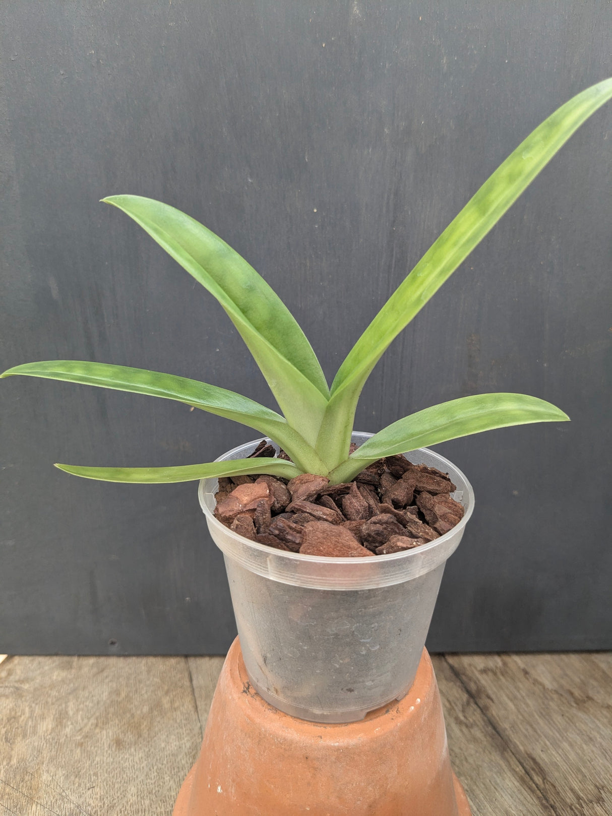 Paphiopedilum mastersianum