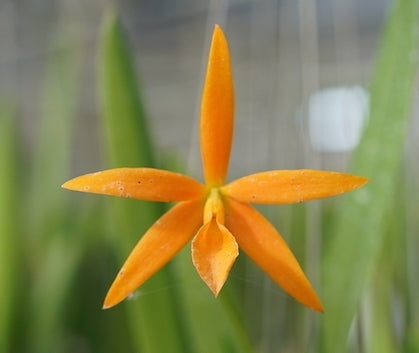 Pcv. Golden Peacock
