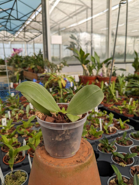 Phal bellina NF