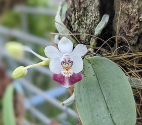 Phalaenopsis parishii