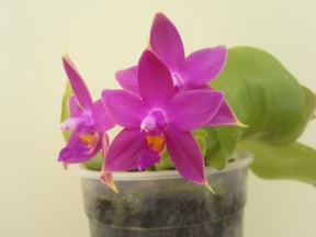 Phalaenopsis violacea
