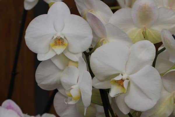 Phalaenopsis blanc