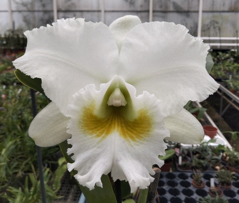 Rhyncholaeliocattleya White Diamond très grosse fleur blanche au coeur jaune