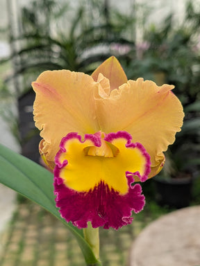 Première floraison Cattleya Yingluck Smile "Fair Play" orangé et labelle jaune et fuchsia 