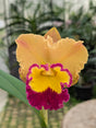 Première floraison Cattleya Yingluck Smile "Fair Play" orangé et labelle jaune et fuchsia 