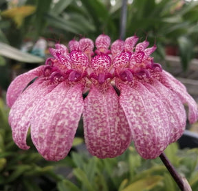 Bulbophyllum eberhardtii fleurs en ombelles blanches mouchetées rose