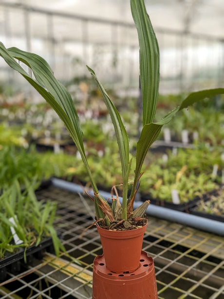 Stan jenischiana x Acineta densa NF