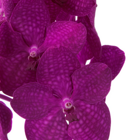Vanda Nitaya Raspberry Cerise