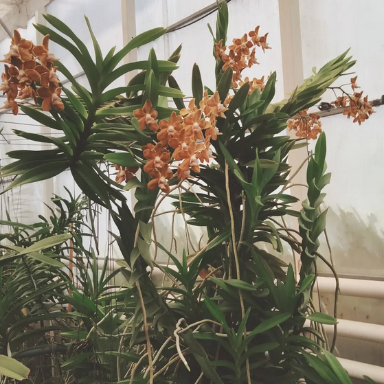 Vanda denisoniana x tesselata alba