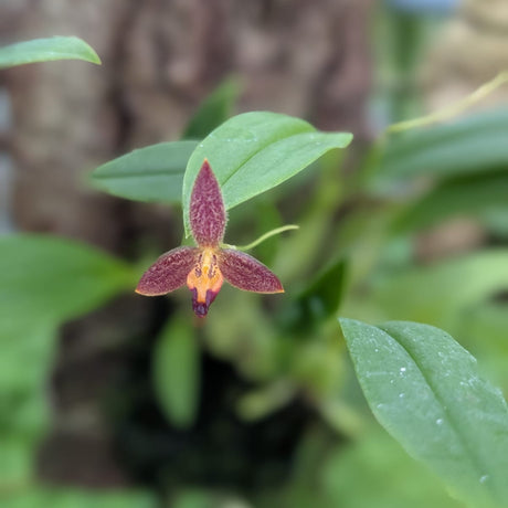 bulbophyllum geniculiferum