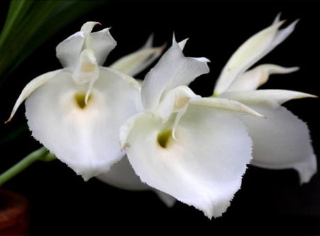Catasetum pileatum alba