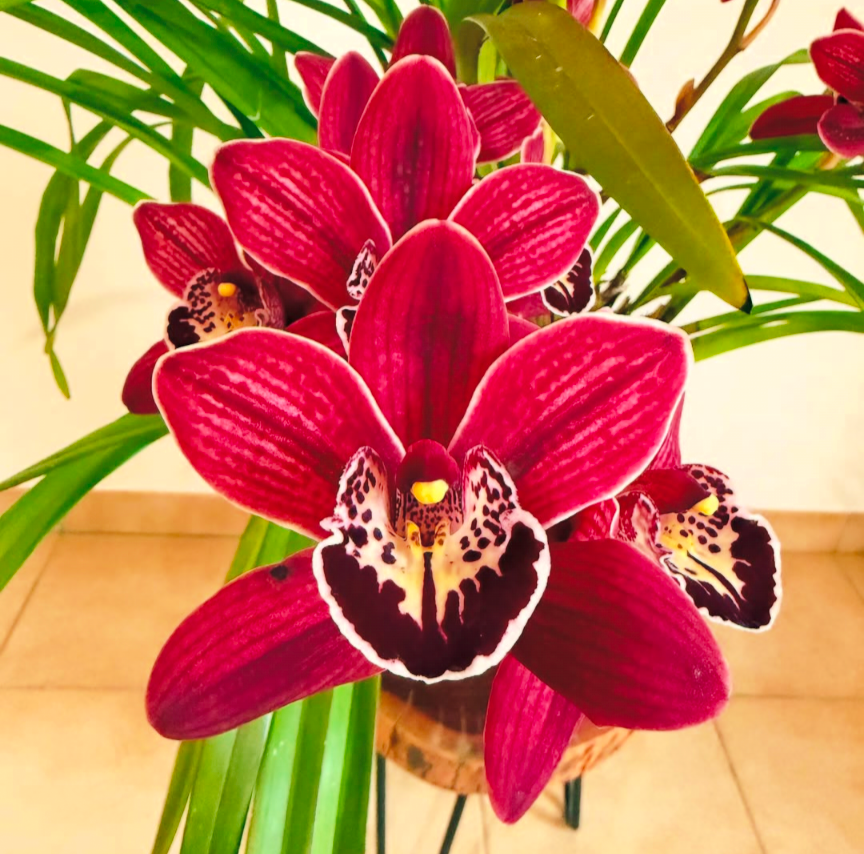 Cymbidium Red Beauty Roy