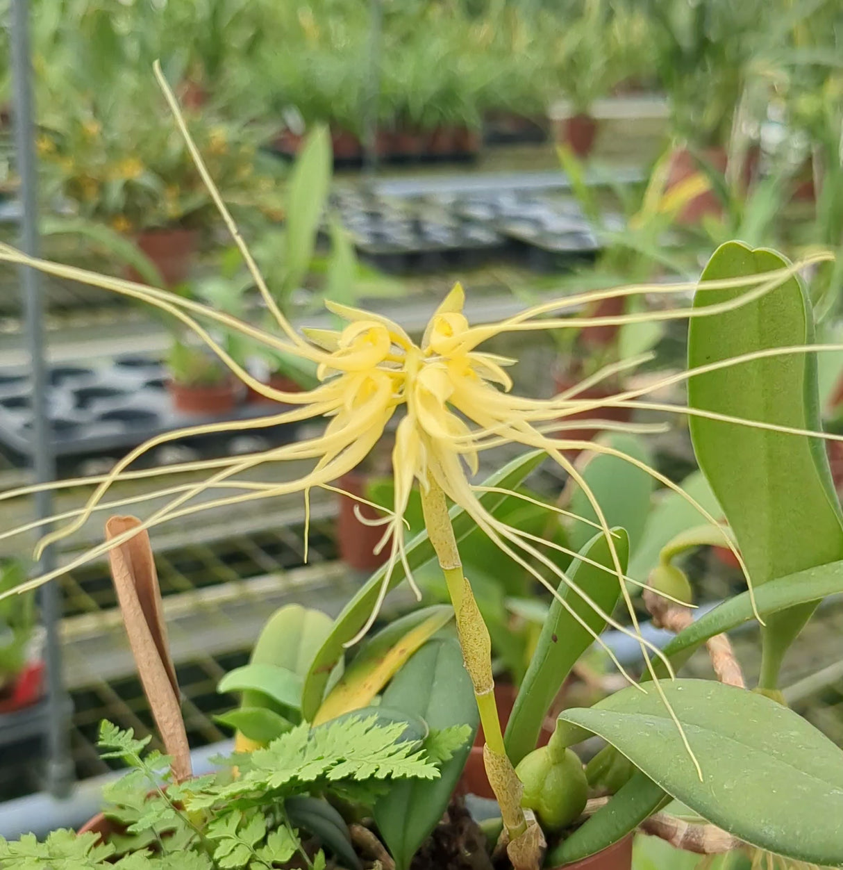 Bulbophyllum vaginatum
