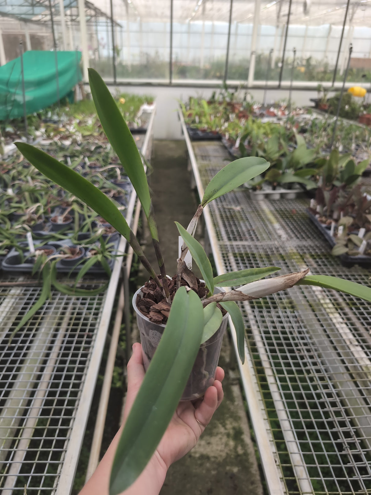 Cattleya (Laelia) tenebrosa