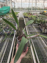 Cattleya (Laelia) tenebrosa