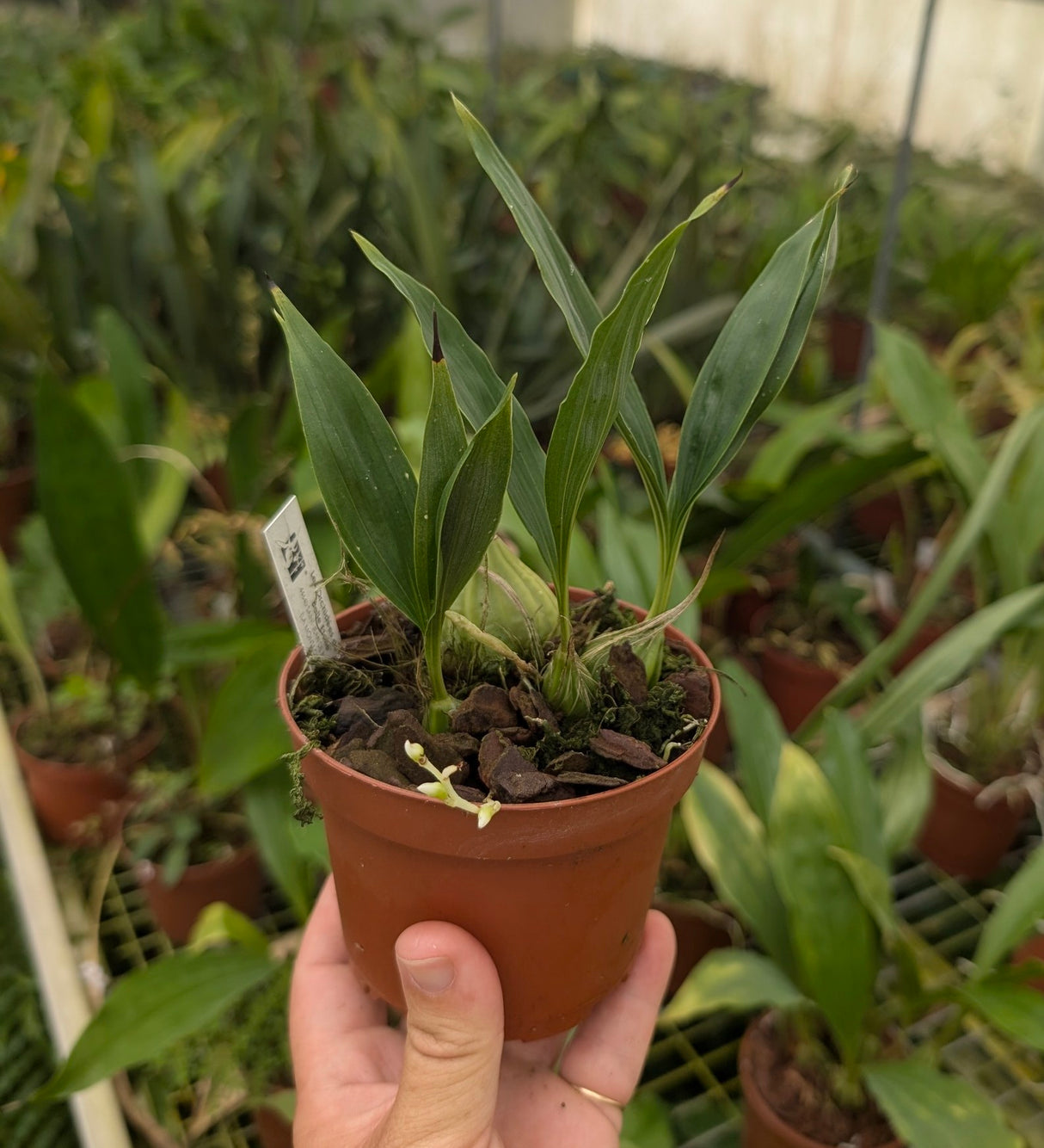 Gongora horichiana