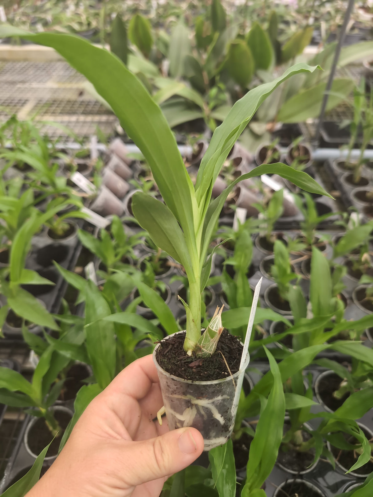 Clowesetum Mark's Green Goddess "Mark's Gorgeous Girl"