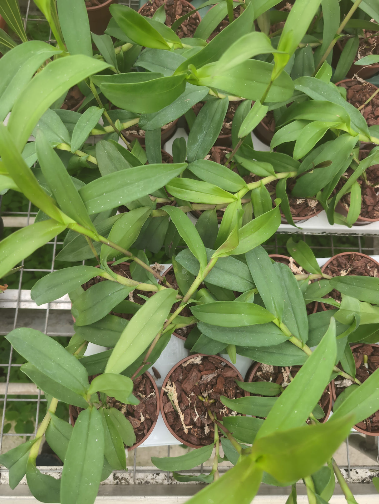 Epidendrum tridens