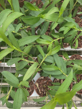 Epidendrum tridens