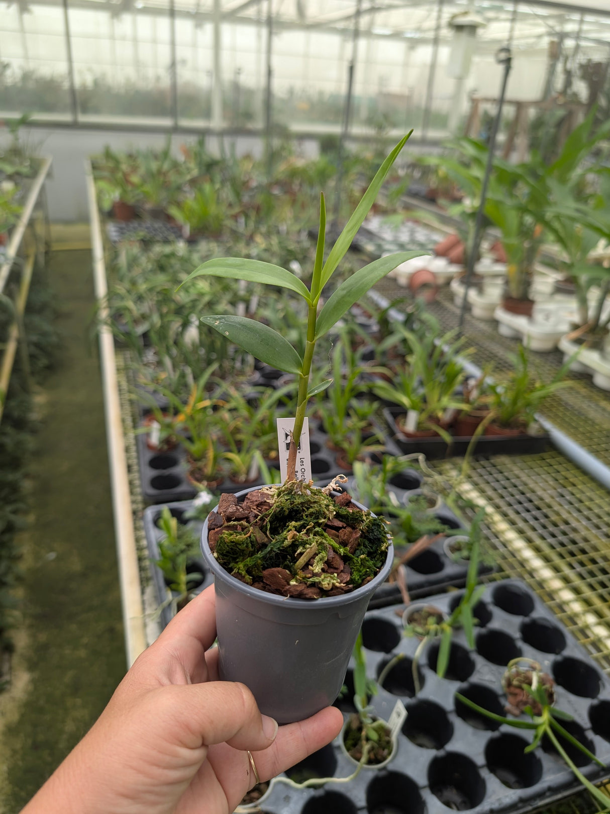 Dendrobium sladei