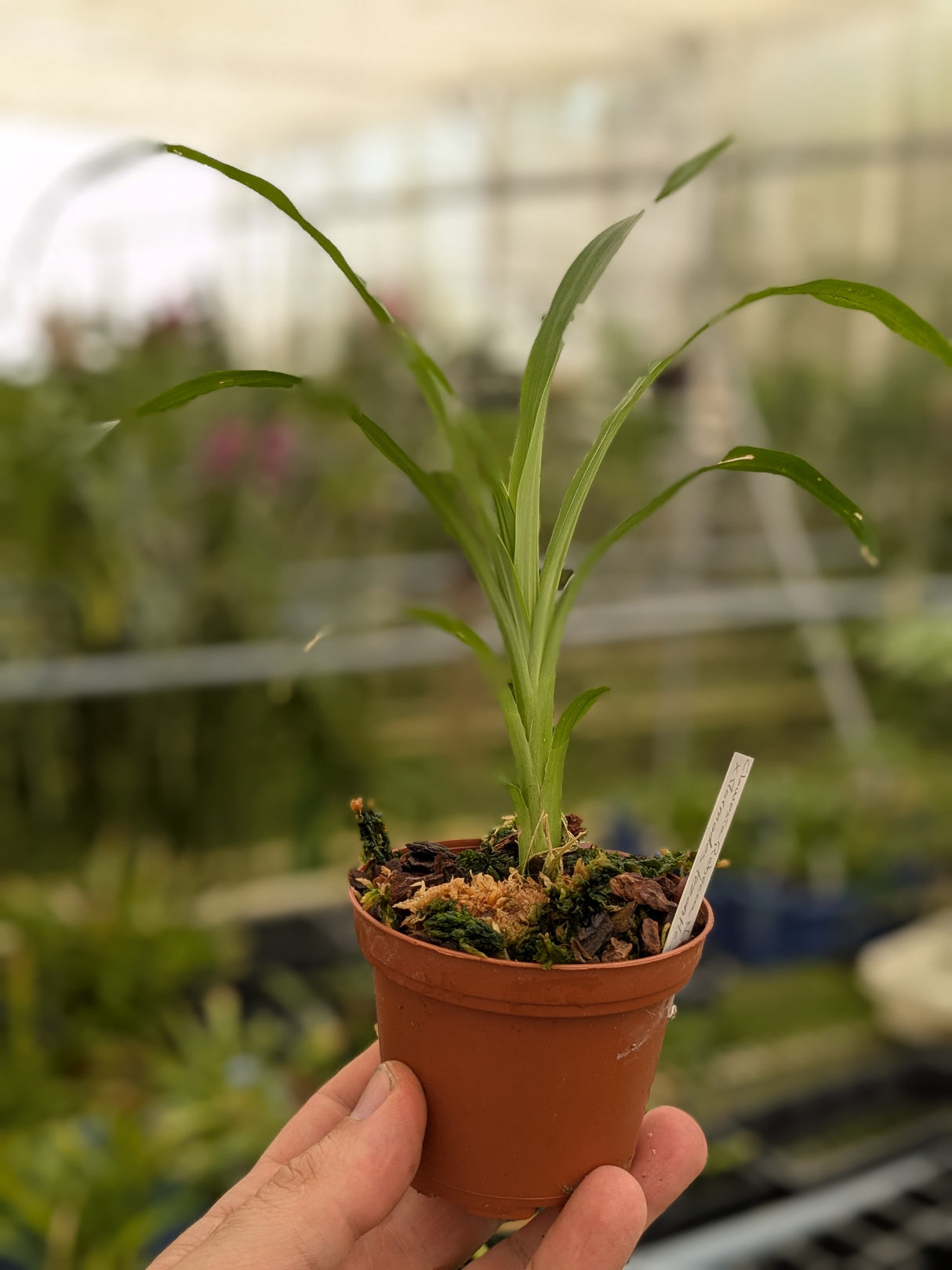 Clowesia Rebecca Northen x Mormodes tezontle