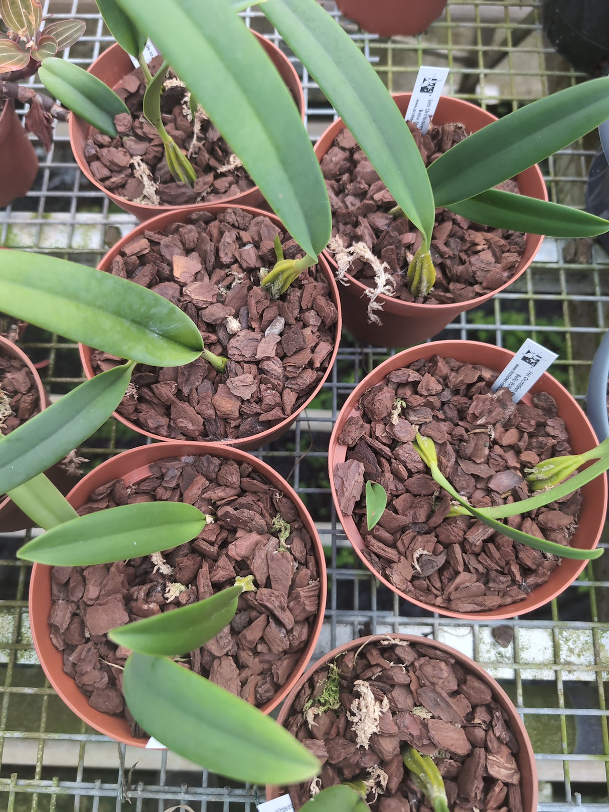 Bulbophyllum rufinum