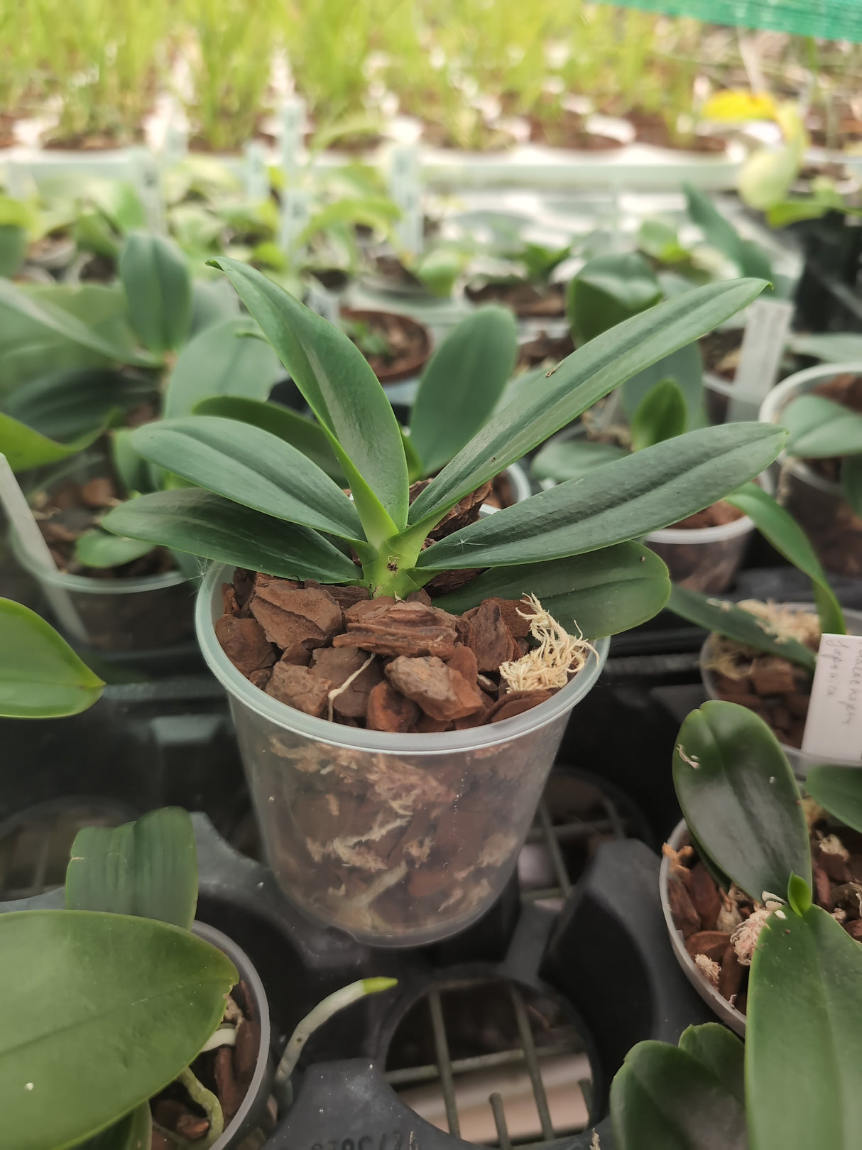 Phalaenopsis (Sedirea) japonica