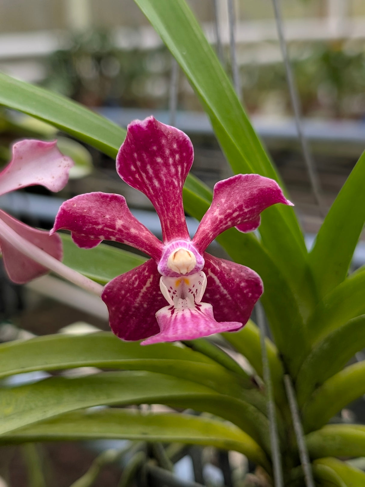 Vanda (Little Fancy x merillii) x Vanda (insignis x Mimi Palmer)