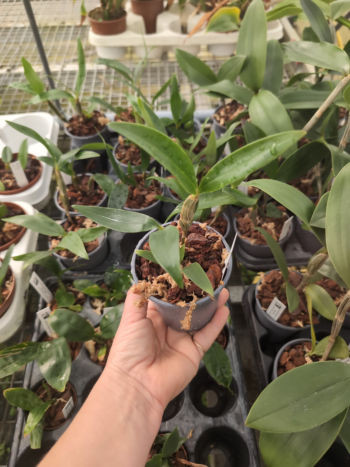 Dendrobium densiflorum