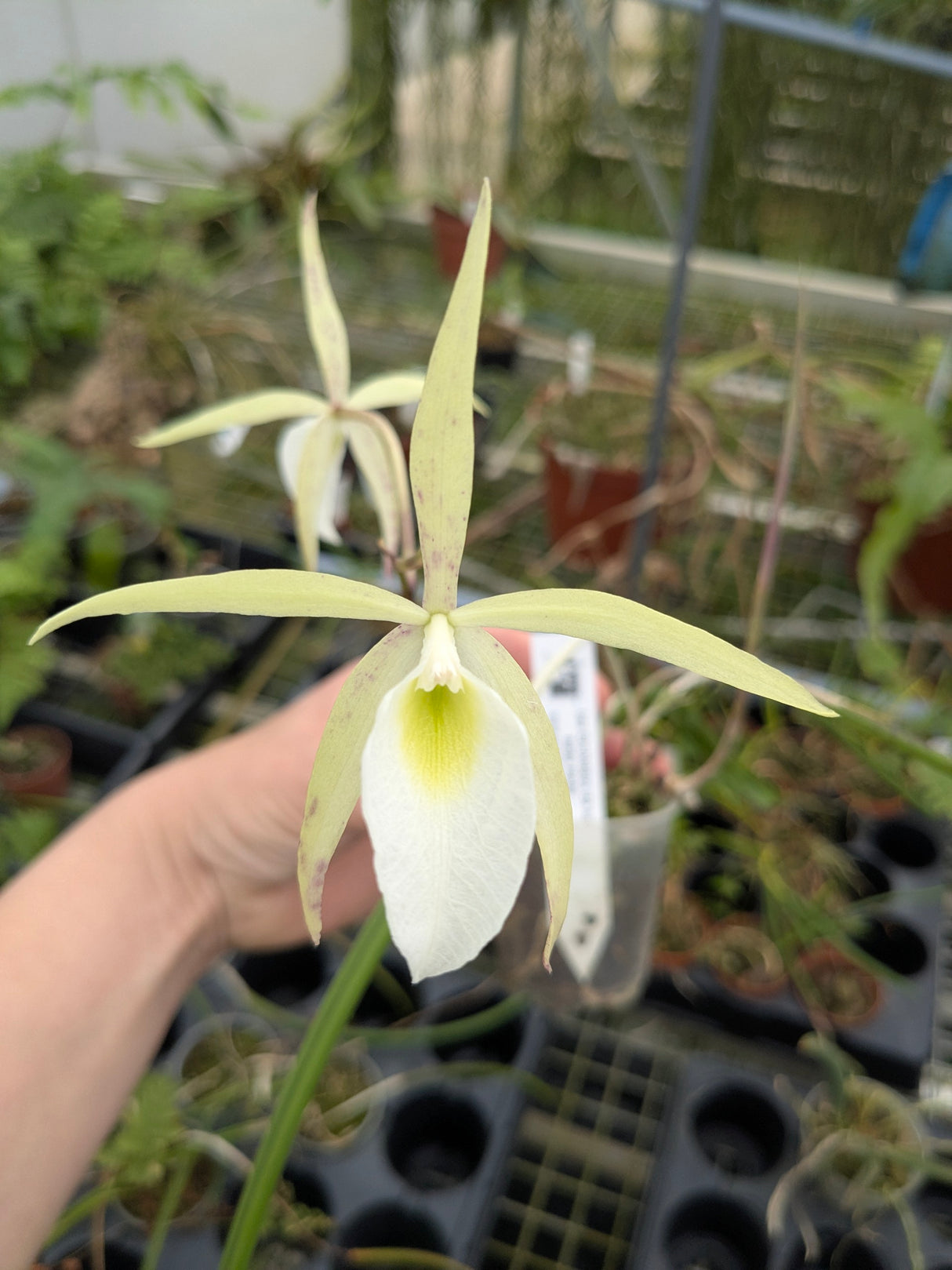 Brassavola flagellaris