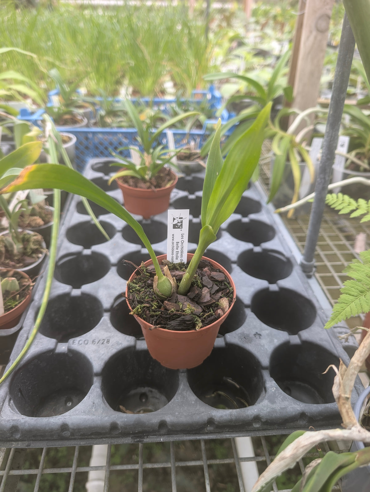 Lycomormium fiskei