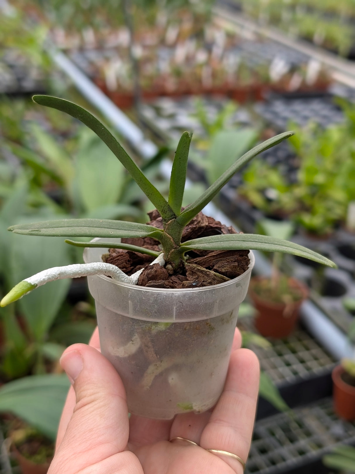 Angraecum elephantinum