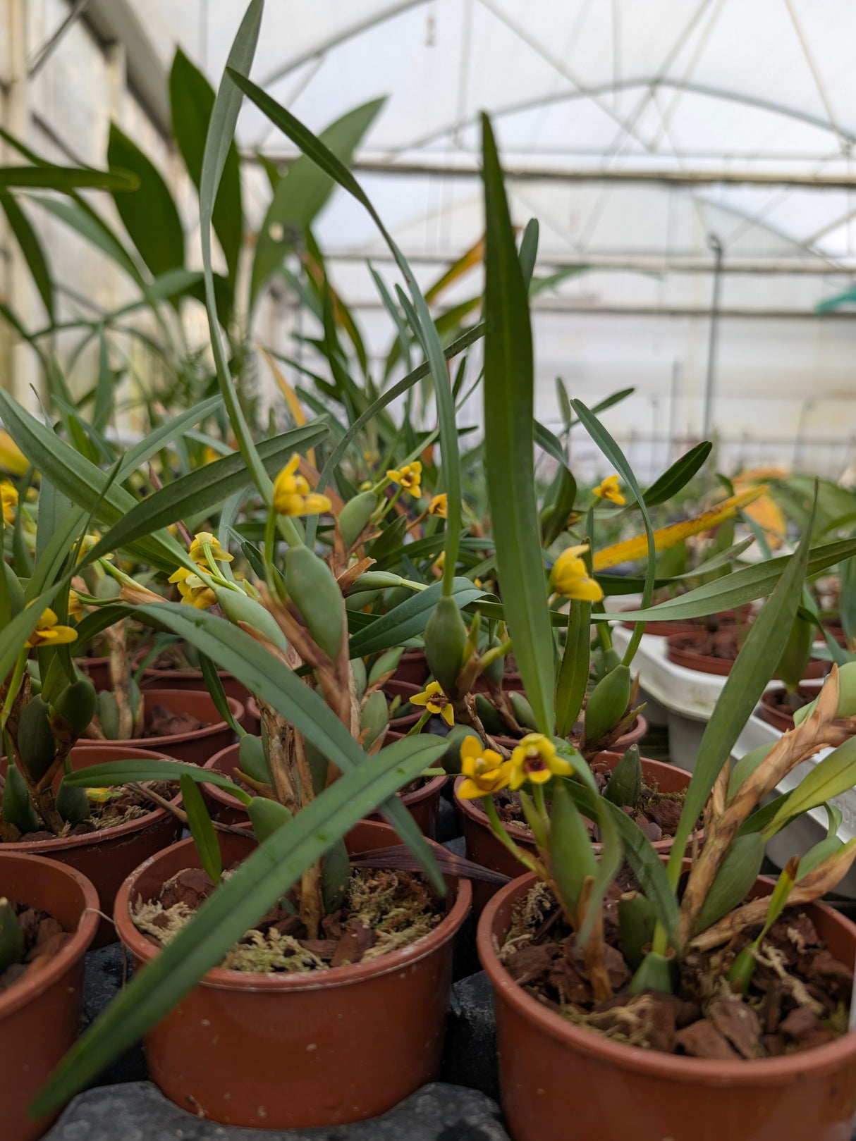 Maxillaria variabilis jaune