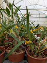 Maxillaria variabilis jaune