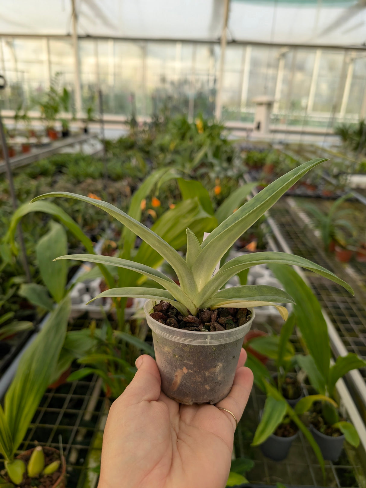 Paphiopedilum mastersianum
