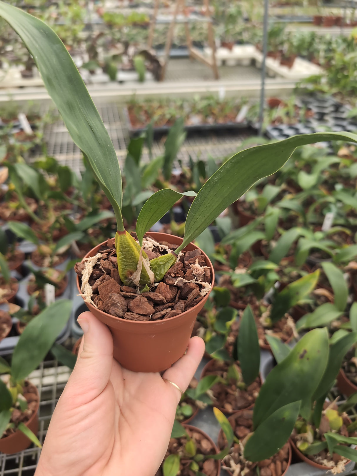 Bifrenaria tyrianthina