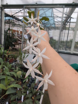 Aerangis biloba