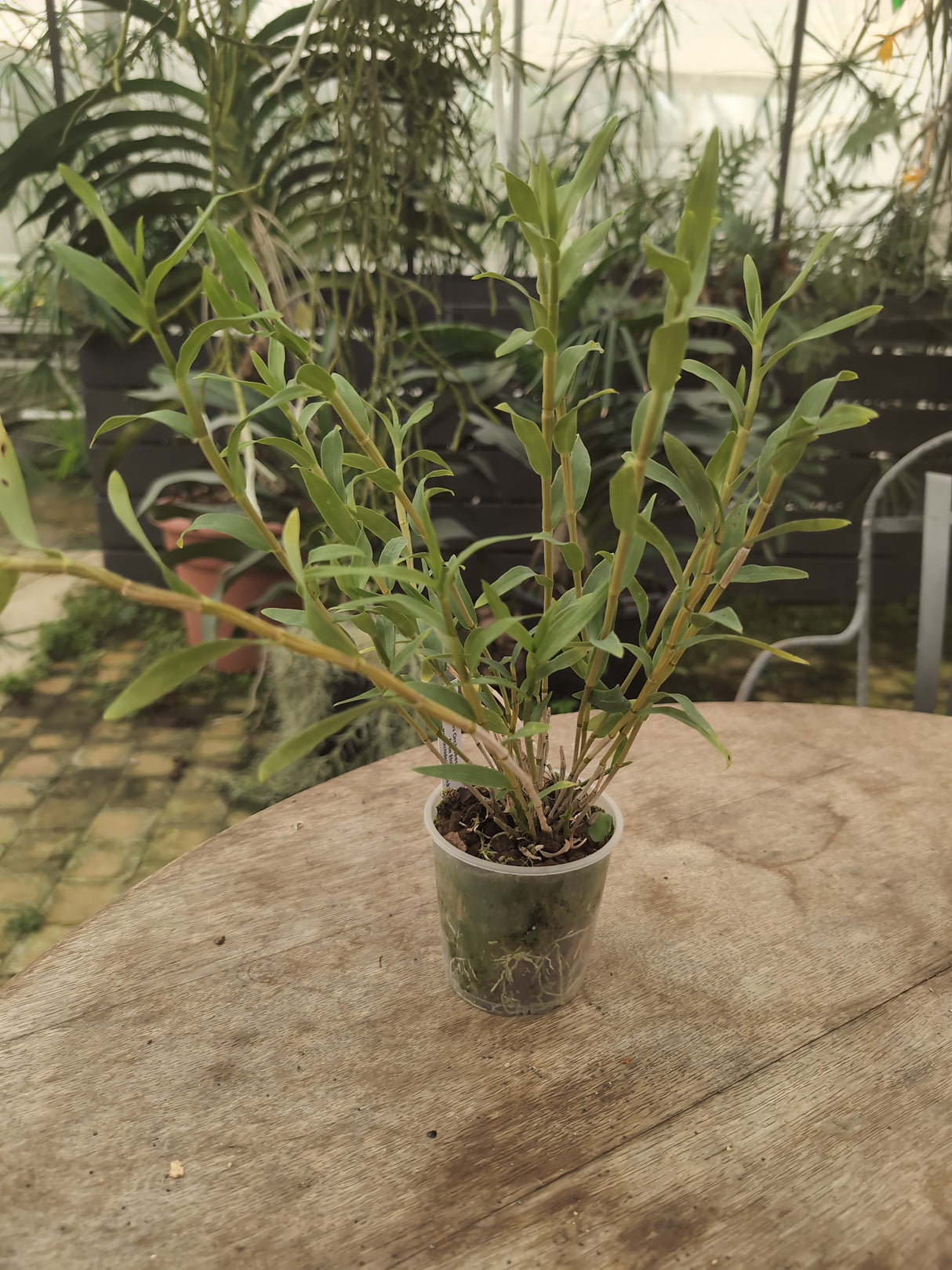 Dendrobium glomeratum (Den. sulawesiense)